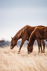 horse on a meadow