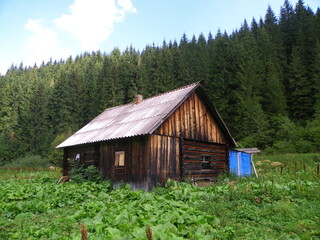 Abandoned old wooden house near the forest