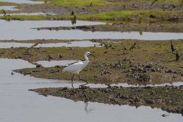 Aigrette Garzette dans les marais du bassin d'Arcachon - France