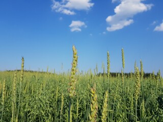 Fototapeta premium Green ears of rye in the field