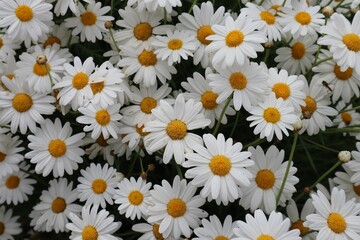 Close-up shot of daisies in a garden © Mark Eneria/Wirestock Creators