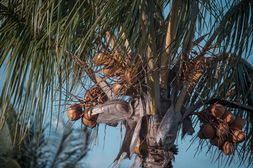 Coconut palm trees against clear blue skies, Mauritius