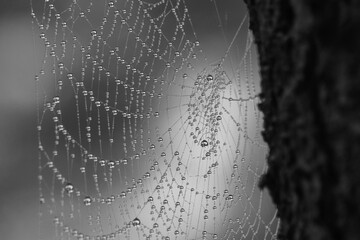 Black and white macro photography of cobweb covered with drops of water on a tree trunk