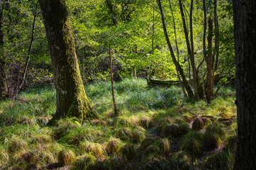 le marais dans la forêt