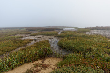 Fototapeta na wymiar Wet swamp coastline with fog on a hazy mystic autumn morning with reed grass in Sillon de Talbert nature reserve area, Brittany, France