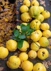 harvested ripe yellow large quince in the garden