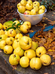 harvested ripe yellow large quince in the garden