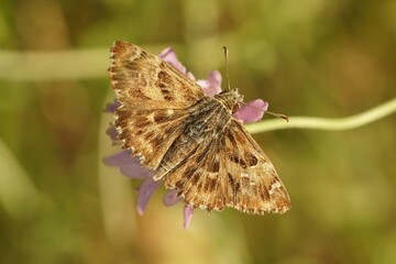 Closeup of a brown mallow skipper butterfly standing on a pink flower