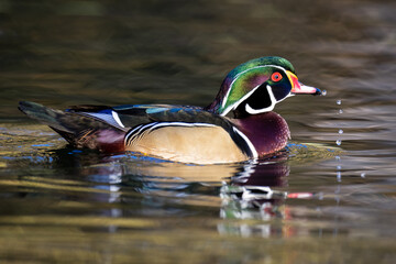 Wood Duck