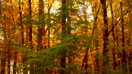 drive past the autumn forest. A road past sunlit trees in late afternoon. showing fall colours. Passenger POV view from the car window. sun shines through the tree. Orange yellow golden forest leaves - Powered by Adobe