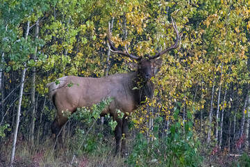 Naklejka na ściany i meble A wapiti, or elk, male standing in the forest in Yukon, Canada 