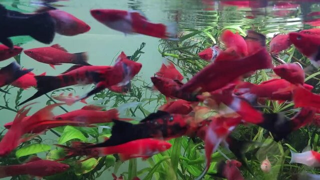A flock of fish red swordtails swim in an aquarium with other fish