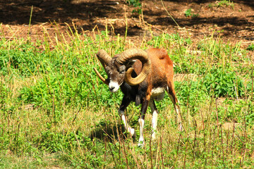 European Mouflon

