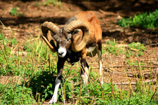 European Mouflon
