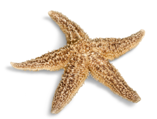 Yellow  starfish isolated on white background