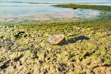 Dead moon jellyfish (Aurelia aurita) on the beach of the Baltic Sea