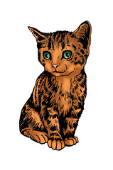 Vector color drawing of kitten,graphical  domestic pet,illustration for design and books