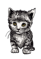 Vector color drawing of kitten,graphical  domestic pet,illustration for design and books