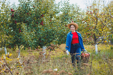 A young woman in a hat, a worker in the garden, she carries red ripe apples in a wicker basket. Harvesting apples in autumn.