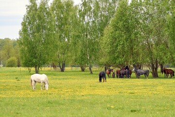 Herd of cute horses grazing grass in a field in Katlakalns, Latvia