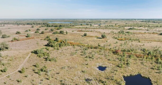 Aerial descending view of trees and peat bog in national park De Groote Peel, Limburg, Netherlands