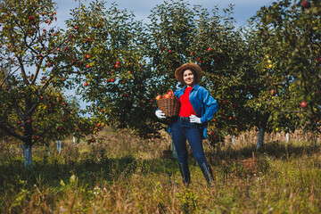 A young woman in a hat, a worker in the garden, she carries red ripe apples in a wicker basket. Harvesting apples in autumn.