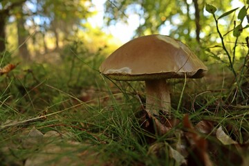 Gemeiner Steinpilz (Boletus edulis)