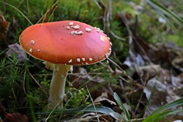 Fliegenpilz (Amanita muscaria) im Nationalpark Kellerwald.