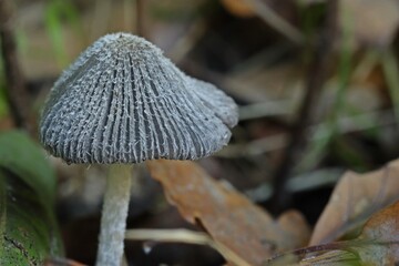 Hasenpfote (Coprinopsis lagopus)
