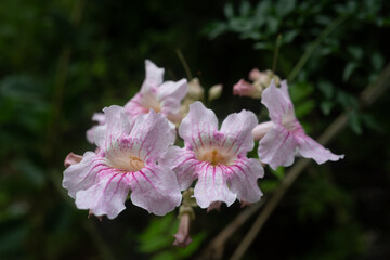 White flowers with pink veins of Queen of Sheba-vine or pink trumpet vine