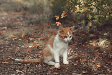 Naklejka na ściany i meble Gato pequeño Color naranja y blanco Refugiandóse en el bosque