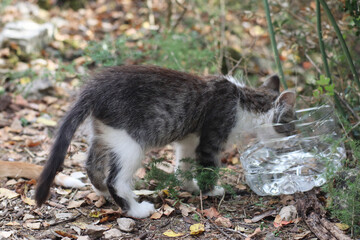 Gato peque&ntilde;o bebiendo agua
Encenizado, gris y blanco
Refugiand&oacute;se en el bosque
