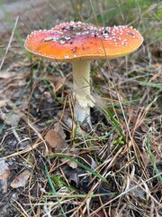 Duży, czerwony muchomor w lesie