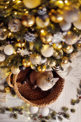Vertical picture of a cat under the Christmas tree view from above