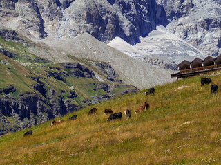 Fototapeta na wymiar Cows grazing in Aosta Valley, Italy