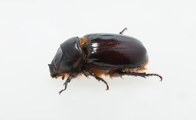 European rhinoceros beetle (Oryctes nasicornis) is a large flying beetle belonging to the subfamily Dynastinae. Imago, a female insect.