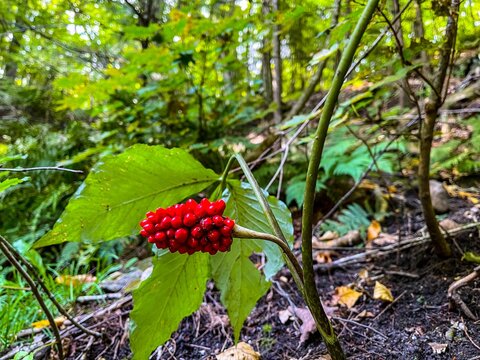 Closeup shot of a red Arisaema serratum plant surrounded by green leaves in a forest