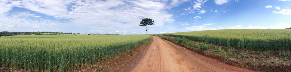 Fototapeta na wymiar Wheat crop landscape with dirt road and an isolated Araucaria tree. panoramic scene