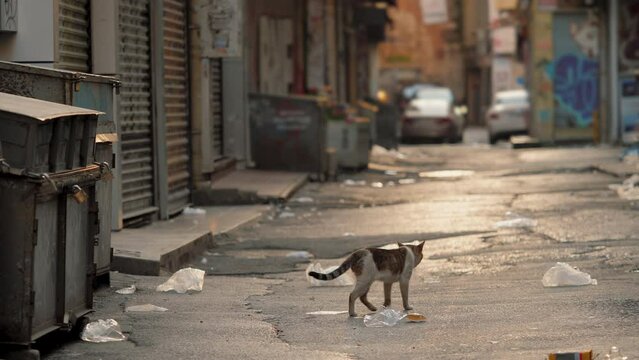 Empty backstreet with trash or garbage on the ground, stray cat crossing street, no people. Backyard of big city