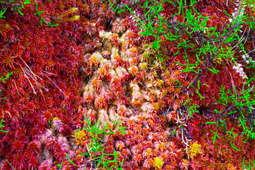 azores; sao miguel : red moss