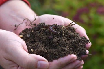 Garden, zoom ground, human hand soil. Make your compost enrich the soil. Vegetable garden,...