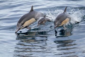 Common Dolphin