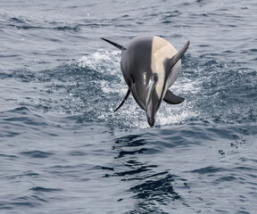 Common Dolphin