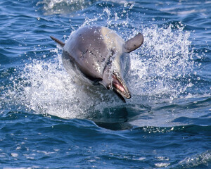 Common Dolphin