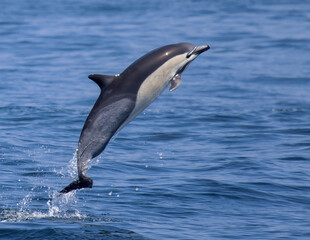 Common Dolphin