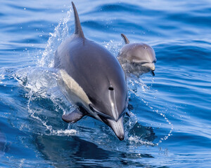 Common Dolphin