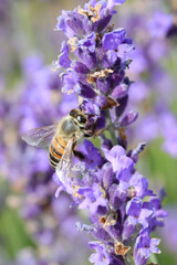 bee sucks nectar from purple lavender flowers in the field in spring