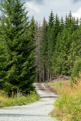 Fototapeta na wymiar leśna droga w Karkonoszach
