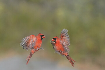 Two Male Northern Cardinals fighting in midair over feeder