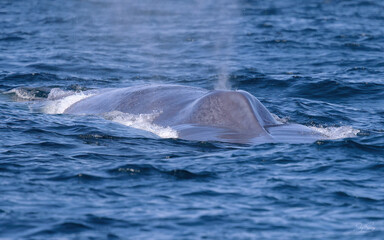Fototapeta premium Blue Whale